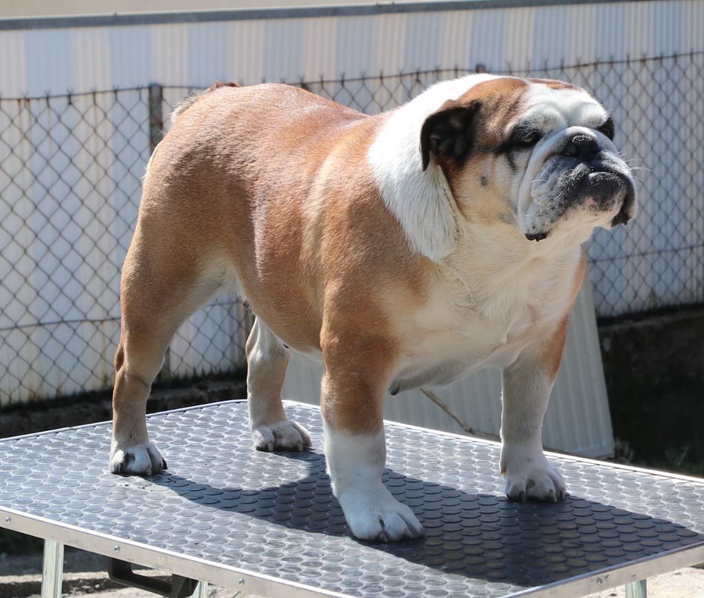 Lolita Land van mechelaar