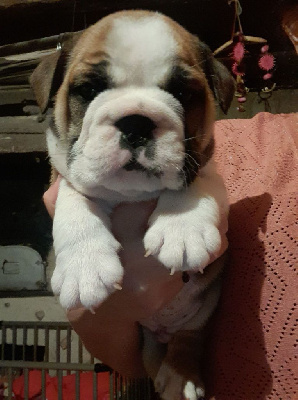 Tino